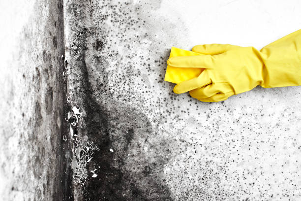 Best Commercial Mold Removal  in York Harbor, ME