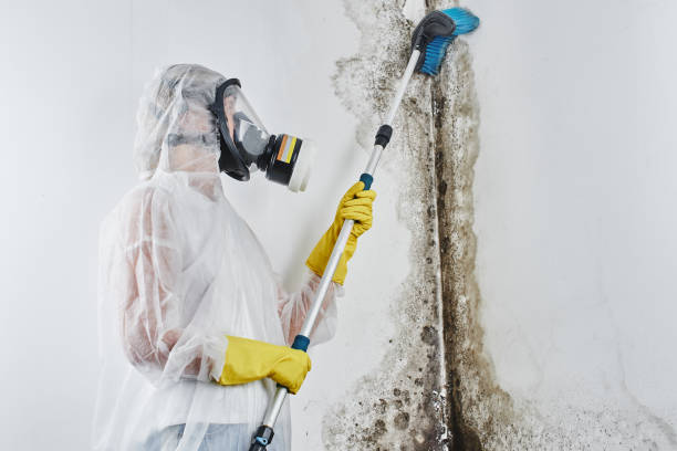 Best Office Mold Removal Services  in York Harbor, ME