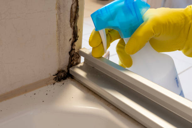 Best Crawl Space Mold Removal  in York Harbor, ME