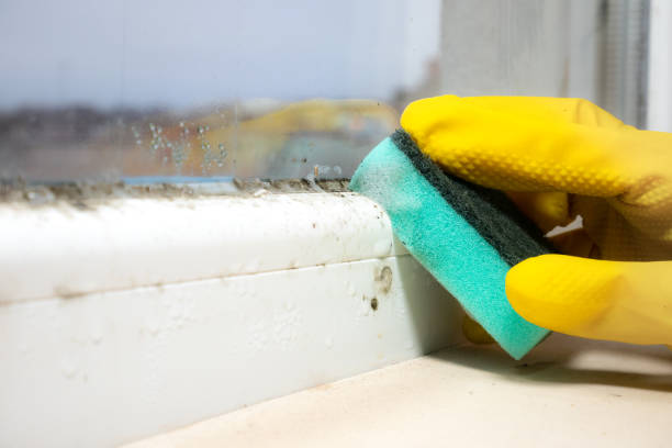 Best Mold Removal Process  in York Harbor, ME