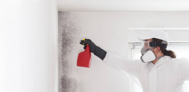 Best Same-Day Mold Removal  in York Harbor, ME
