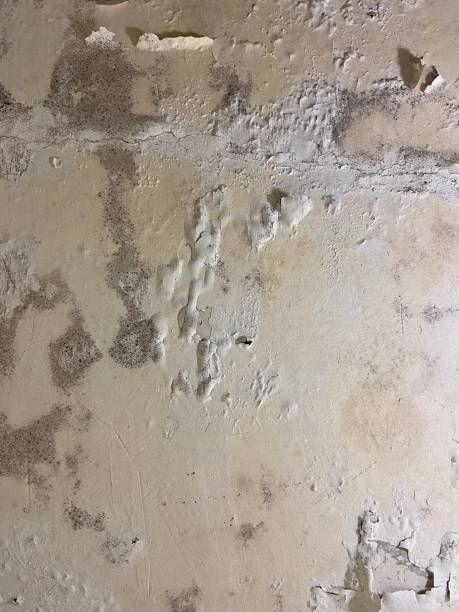 Best Same-Day Mold Removal  in York Harbor, ME