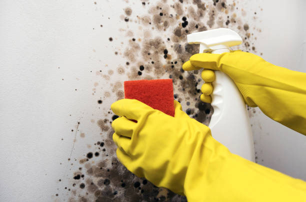 Best Home Mold Removal  in York Harbor, ME