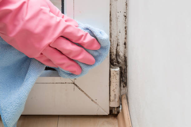 Best Residential Mold Removal  in York Harbor, ME