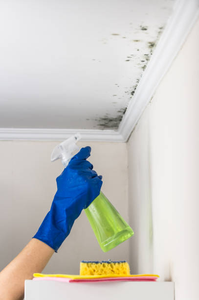 Best Mold Damage Repair  in York Harbor, ME